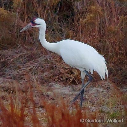 Whooping Crane_41004.jpg - Whooping Crane (Grus americana)Photographed along the Gulf coast near Rockport, Texas, USA.